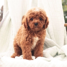 Cavapoochon  puppies for sale