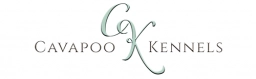 Cavapoo Kennels  puppies for sale