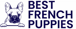 Best French Puppies  puppies for sale