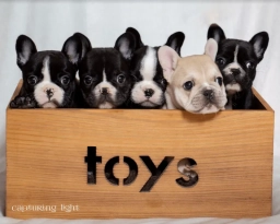 Rock River Puppies  puppies for sale