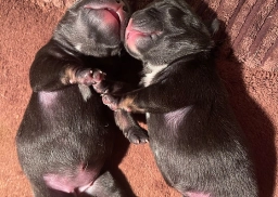 Robin&#039;s Frenchies  puppies for sale