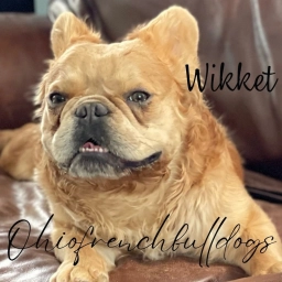Ohio French bulldogs  puppies for sale