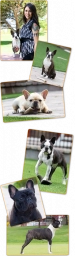Caramuru Frenchies  puppies for sale