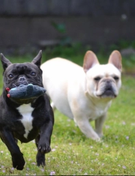 Stormy Mountain French Bulldog  puppies for sale