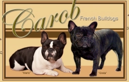 Carob French Bulldog  puppies for sale
