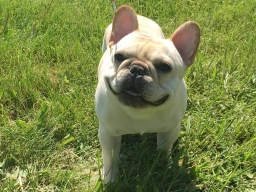 DavisK French Bulldogs  puppies for sale