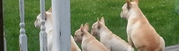 Valpo French Bulldogs  puppies for sale