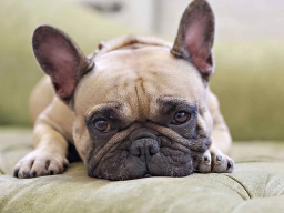 FAYME FRENCH BULLDOGS  puppies for sale