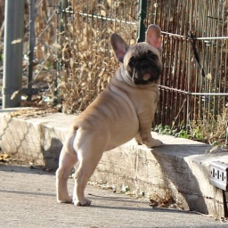 DREAMLAND FRENCH BULLDOGS  puppies for sale