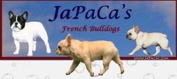 Japa Cas  puppies for sale