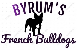 Baby Rum  puppies for sale