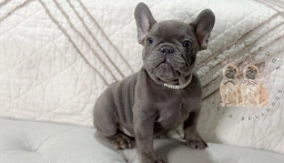 Waters Edge French Bulldogs  puppies for sale