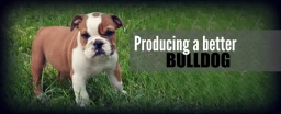 Bruiser Bulldogs  puppies for sale