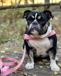 ACE BULLDOGS  puppies for sale