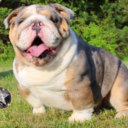 SHRINKBULLS WORLD FAMOUS STYLE ENGLISH & FRENCH BULLDOGS  puppies for sale