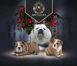 Brenglora  puppies for sale