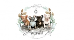 Diamond City Bulldogs  puppies for sale