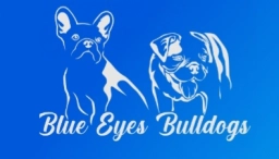 Blue Eyes Bulldog  puppies for sale