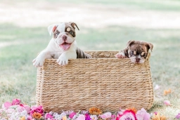 English Bulldog  puppies for sale