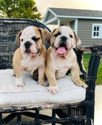 Bulldog Angels  puppies for sale