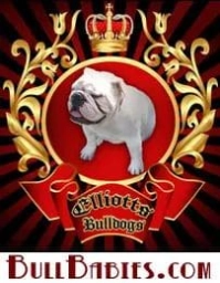 Bull Babies  puppies for sale