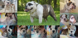 Stone Quarry  puppies for sale