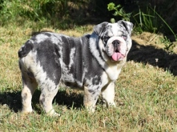 Graceland Kennel  puppies for sale