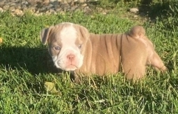 Avery&#039;s Acres  puppies for sale