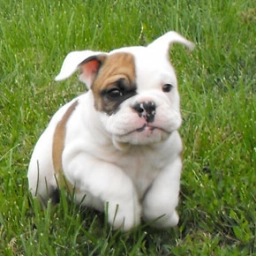 Crafftor Bulldog  puppies for sale