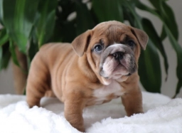 HOME OF  MUDDY CREEK BULLDOGS  puppies for sale