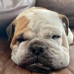 Lewisberry English Bulldogs  puppies for sale