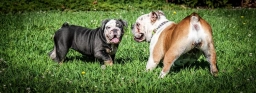 English Bulldog  puppies for sale