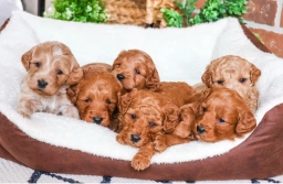 Tea Pups  puppies for sale