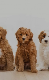 Sweet Honey Poodles  puppies for sale