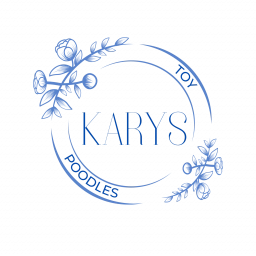 Karys Toy Poodles  puppies for sale