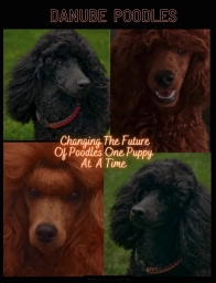 Danuble Poodle  puppies for sale