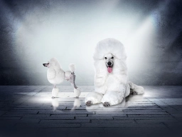 My Pride Poodles  puppies for sale