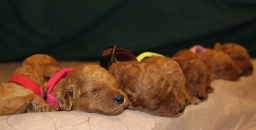 Virginia Coat Poodles  puppies for sale