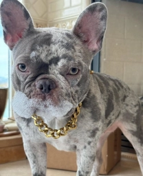 Ethical Frenchie  puppies for sale