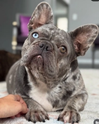 Bef Frenchie  puppies for sale