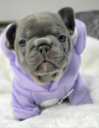 Rad Frenchie  puppies for sale