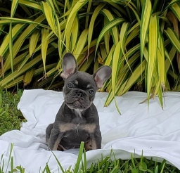 French Bulldog  puppies for sale