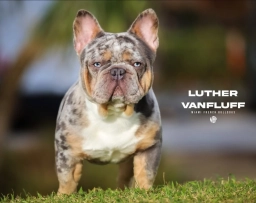 Miami French Bulldogs  puppies for sale