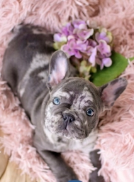 French Bulldogs from Paradise  puppies for sale