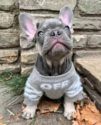 Franco Frenchies  puppies for sale