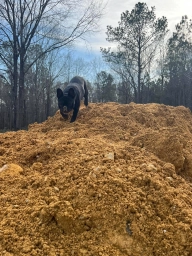 Famous Frenchie Fries  puppies for sale