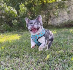 Scarfrenchies  puppies for sale