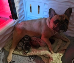 Forest Frenchies  puppies for sale