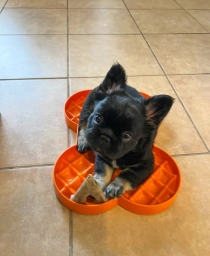 Ispy Frenchies  puppies for sale