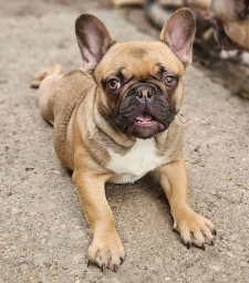 The best frenchies  puppies for sale